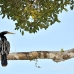 anhinga_la_h_1377_ecu3543.jpg